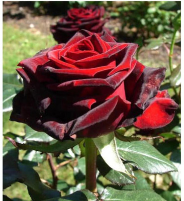 greenfarm NXC- Rose Flower Seeds/ Gulab Seed/ Best Quality ,90 X Seeds,EFX120 Seed(90 per packet)