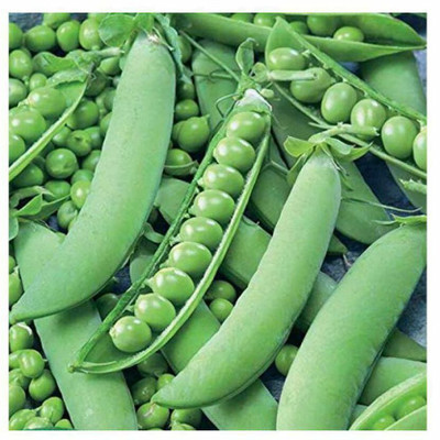 Fnine (मटर के बीज) (Matar) Peas Seeds Seed(250 per packet)
