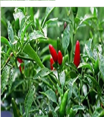 wequality Deshi hot chilli/mirch/mirach pepper seeds/red chilli seeds Seed(90 per packet)