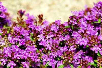 CYBEXIS VXI-2 - Red Carpet Creeping Thyme - (450 Seeds) Seed(450 per packet)