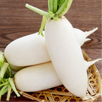 CYBEXIS White Radish Seeds Easy to Cultivate Heirloom 2400 Seeds Seed(2400 per packet)