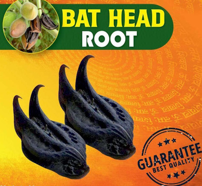 Naeva Naeva Natural Bat Head Roots Wood Devil/Evil Pods, Black Seed(11 per packet)