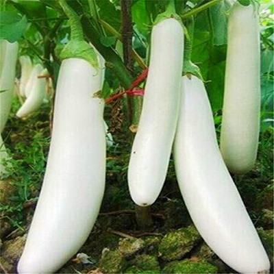 Aywal White Long Brinjal Seed(140 per packet)