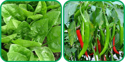 WILLVINE HUA -XIII Chilli And Spinach[25gm, 5000 Seeds] Seed(5000 per packet)