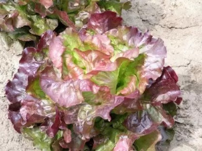 MAA Lettuce, Iceberg Seed(100 per packet)
