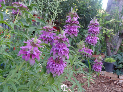 CYBEXIS NBIR-59 - Monarda Citriodora Lemon Bee Balm - (150 Seeds) Seed(150 per packet)