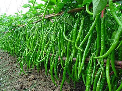 KNESSiN Green Hot Chilli -{800 Seeds} Seed(800 per packet)