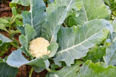 sbseeds white cauliflower,gobhee seeds Seed(15 per packet)