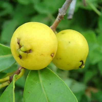 Quentova Guava, Amrood-VXI-3Y Seed(50 per packet)
