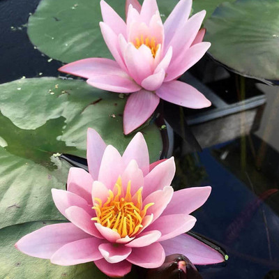 VibeX ® VXI-322 Pink Lotus Water Lily Flower Seeds Seed(25 per packet)