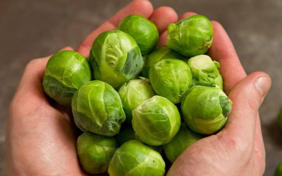 WILLVINE KGF -X Improved Brussels Sprouts Seed for Planting [2.5g] Seed(750 per packet)