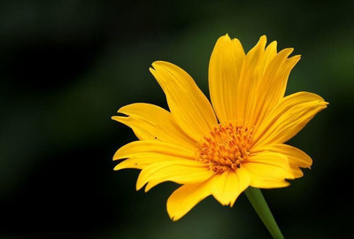 Quentova Yellow Tithonia rotundifolia 'Torch'-NST-10H Seed(75 per packet)
