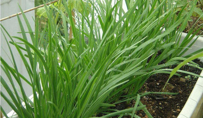CYBEXIS LXI-22 - Garlic Chives for Planting - (250 Seeds) Seed(250 per packet)