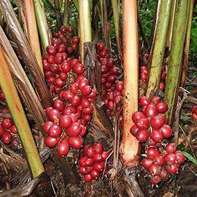 CYBEXIS XL-12 - Cardamom -Veldode -Yallaki -EalaChai - (60 Seeds) Seed(60 per packet)