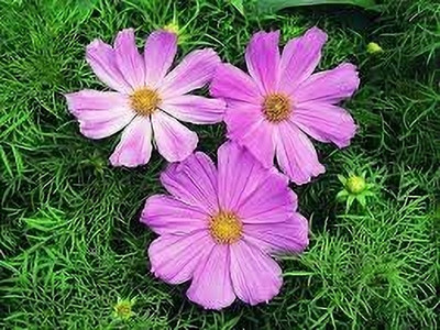 Epazo Cosmos Sulphureus Cosmic Mix Seed(100 per packet)