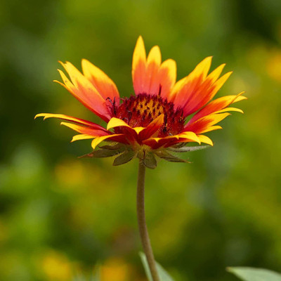 WILLVINE NDIR-276 Aromatic Chrysanthemum Seeds Non-GMO Seed(25 per packet)