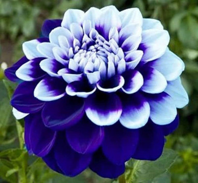 ibains Daliya flower seed Seed(14 per packet)