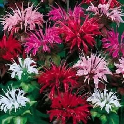 VibeX LXI-22 - BEE BALM MIX Lemon Hummingbird Mint - (1350 Seeds) Seed(1350 per packet)