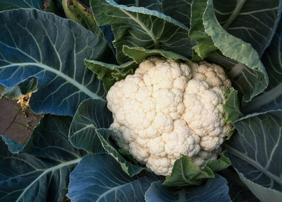 Radhakrishna white cauliflower,gobhee seeds Seed(13 per packet)