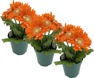 CYBEXIS NBIR-59 - Daisies Orange - (60 Seeds) Seed(60 per packet)