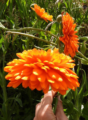 Lippy Organic Calendula Seed(100 per packet)