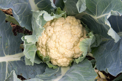 AARADYAPRIYAL white cauliflower,gobhee seeds Seed(45 per packet)