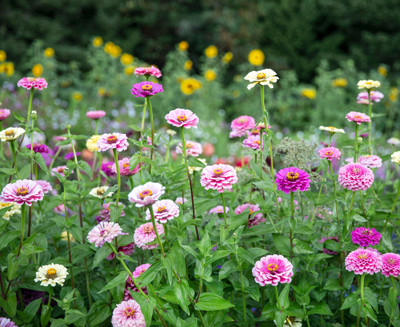 Arshiayat Zinnia Hybrid Flower Seed(37 per packet)