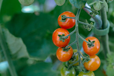 Kilson tomato Seed(135 per packet)
