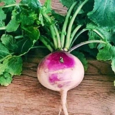 Aywal Turnip Organic F1 Hybrid Seed(450 per packet)