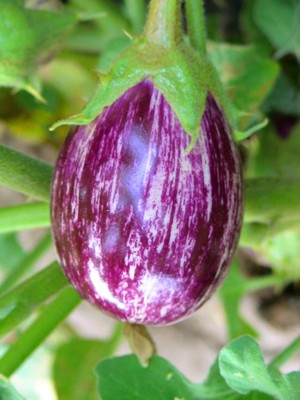 KNESSiN Brinjal For Kitchen-{800 Seeds} Seed(800 per packet)