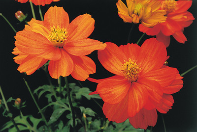 ZIXA Org Cosmos Seed(10 per packet)