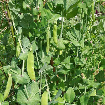 CYBEXIS Snow Peas Seeds1600 Seeds Seed(1600 per packet)