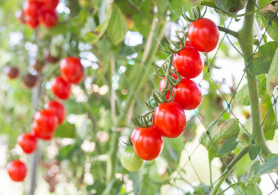 polkaplanet tomato Seed(75 per packet)