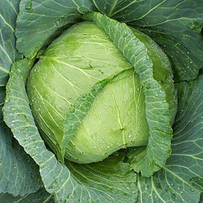 CYBEXIS F1 Hybrid Giant Cabbage Seeds500 Seeds Seed(500 per packet)