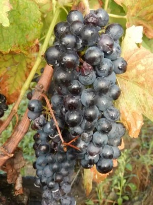 Chalisa Grapes Fruit, Black Grapes Seed(22 per packet)