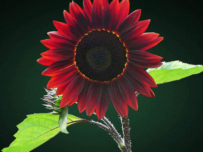 CYBEXIS ATS-16 - Chocolate Sunflower - (1350 Seeds) Seed(1350 per packet)