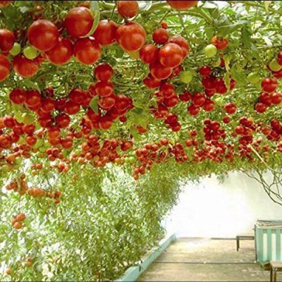 KNESSiN Hybrid Indian Climbing Tomato-{800 Seeds} Seed(800 per packet)