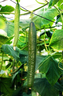 CYBEXIS Long Green Cucumber Seeds for Planting1000 Seeds Seed(1000 per packet)