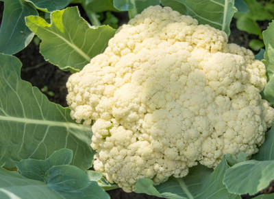 SRK Shree Radha Krishna white cauliflower,gobhee seeds Seed(8 per packet)