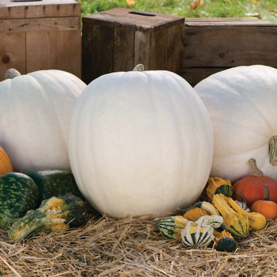 WILLVINE PAU-647 Casper White Pumpkin Seeds Seed(50 per packet)