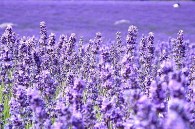 Qualtivate LX-346 Lavender Provance Seeds Seed(500 per packet)