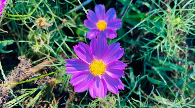 ZIXA Cosmos Purple Seed(100 per packet)