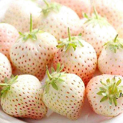 CYBEXIS Potted Strawberry Milk White Strawberry Seeds400 Seeds Seed(400 per packet)