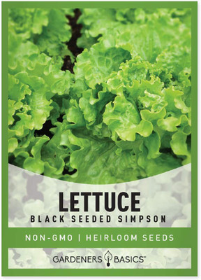 VibeX VVI-21 - Green Leaf Lettuce For Planting - (1350 Seeds) Seed(1350 per packet)