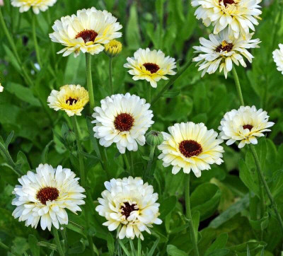 Lorvox Hybrid Calendula Seed(35 per packet)