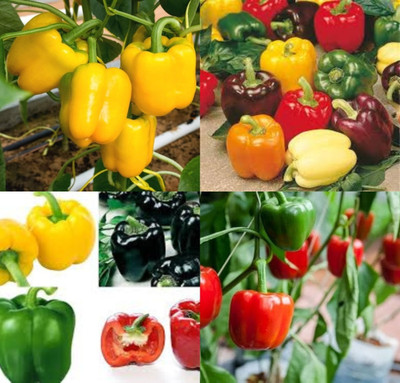 ibains Capsicum red seed shimla mirchi beez 39 Seed(39 per packet)