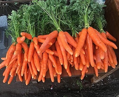 Aywal Carrot Orange F1 Hybrid Seeds For Planting/Carrot Seed(25 per packet)