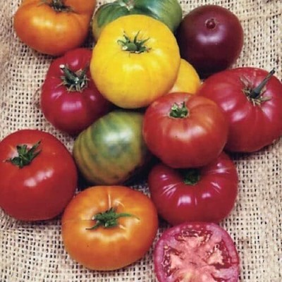 Qualtivate GBPT-5A Heirloom Rainbow Blend Tomato Seed(300 per packet)