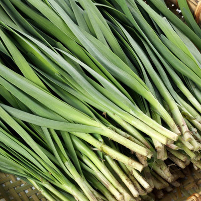 Biosnyg Disease-Resistant Garlic Chive Seeds For Gardening-(750 Seeds) Seed(750 per packet)