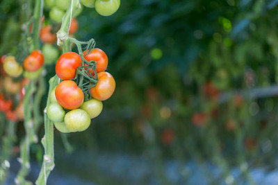 Shree Dev tomato Seed(130 per packet)